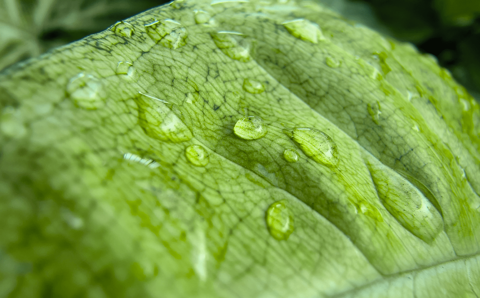 植物の葉に付いた水滴のクローズアップ